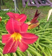 Liliowce pakiet 5 szt, duże sadzonki, tanio