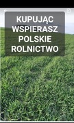 Żyto ozime na poplon ziarno poplon 20 kg POLSKIE ŻYTO