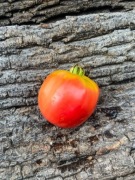 CLEOTA PINK Pomidor Kolekcjonerski / 103