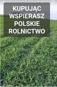 Ostatnie kilogramy Żyto ozime na poplon ziarno poplon 20 kg POLSKIE ŻYTO