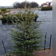 Choinki cięte, świerk, hurt