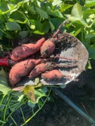 Bataty z własnej plantacji