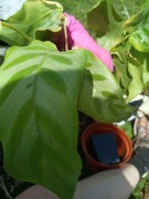 calathea kalatea hybrid