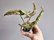 Syngonium Pink Rolli kolekcjonerskie szczyt 4 liście 