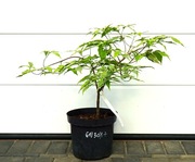 DEREŃ KOUSA PEVE FOGGY * DUŻY OKAZ * RARYTAS