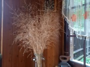 Trawa ozdobna 140xm suchy bukiet proso snopek