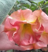 Dla Pana Krzysztofa brugmansia, bieluń, datura sadzonki, anielskie trąby