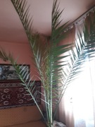 Dom. Palma 32 letnia.