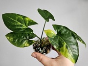 Syngonium Aurea Yellow variegata w gruzie hydroponika 