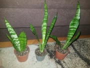Sansevieria sansewieria Black coral 