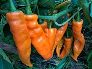 Nasiona papryka słodka Corno Di Toro Orange najsmaczniejsza