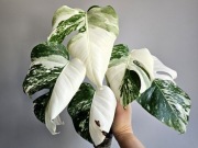 Monstera deliciosa Albo Variegata halfmoon w hydroponice 6 liści