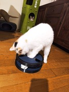 Kocia zabawka z pileczkami karuzela