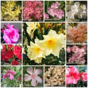 Sadzonki oleandrów w dwudziestu kolorach 