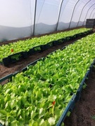 Sadzonki Sałaty Fusandra 6500 szt.