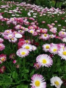 Stokrotka łąkowa mix kolor - 1g nasion 