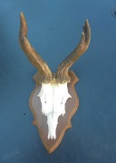 Parostki kozła, myłkus 1 //poroże,zrzuty,rogacz, mylkus 