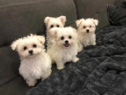 Śliczne Maltańczyki