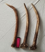 Poroże zestaw 3 szt naturalny Gryzak  dla psa  37-39cm 