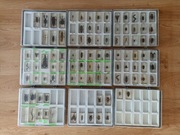 Prawdziwe owady pajęczaki i robaki kolekcja