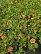 Million Bells - Double Pastel Orange 