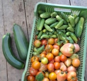 Ogórki gruntowe prosto z pola Bez pośredników!