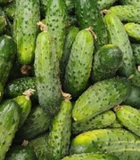 Ogórki gruntowe Tania wysyłka !