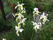 Kosaciec IRYS wspaniały SPURIA 30 dużych nasion