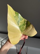 Philodendron Strawberry Shake