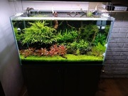 Aranżacja Serwis Zakładanie Akwarium