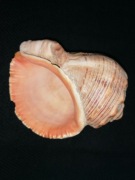 Muszla ślimaka rapana venosa 11x9cm.Muszelka.