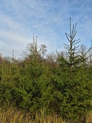 wierk pospolity choinki srebrny od 15zł. wysokość od 1m. do 2.5m