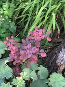 Sadzonki berberysów kilkuletnie