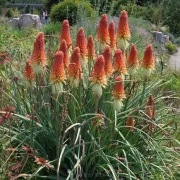 Trytoma 1l ładne sadzonki 