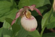 Obuwik Cypripedium różowy 