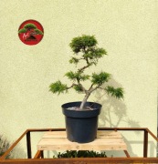 Piękny Jałowiec Chiński formowany na wzór bonsai. 57 cm