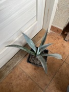 Agave, agawa,,americana” duża roślinka wyprzedaż