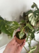 Monstera Electrolyte