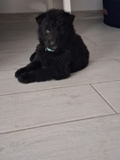 Suczka Owczarek Niemiecki długowłosy Czarny 