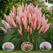 Trawa Pampasowa różowa i biała sadzonki hartowane 2 letnie