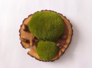 Dekoracja ścienna: ZIeleń i brązy natury