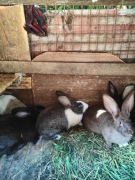 Króliczki 6 młodych (3 miesięczne) z samicą