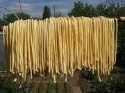 1 Kg korbaczy czyli 10 dużych wiązek , oscypki korbacze