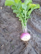 3 kg      RZEPA Nasiona( Poplon pasza kiełki)