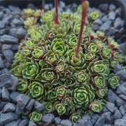 Skalnica / Saxifraga Crawler