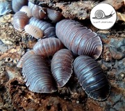 Cubaris murina prosionki isopody 5 szt kulanki