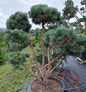 SOSNA Pinus sylvestris Watereri  Bonsai 200-250 cm