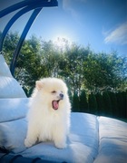 Szpic pomeraniana Koszalin Paszport