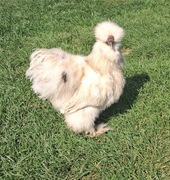 Jaja jajka silki silek w typie USA - wysyłka. 