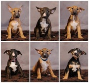 Bulterier Standard z rodowodem hodowla FCI